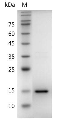 Cytokine