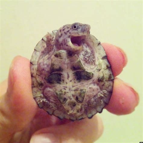 Baby Turtle Photo Is Definitely Adorable And Probably Real Huffpost