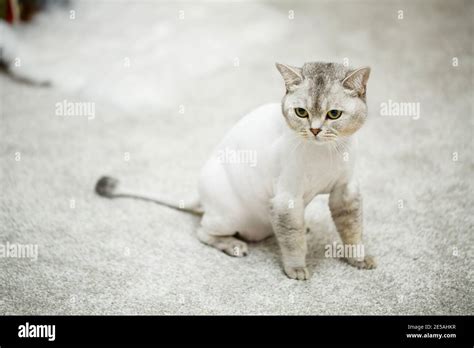 Beautiful gray scottish fold cat. Haircut cat with shaved hair on the ...