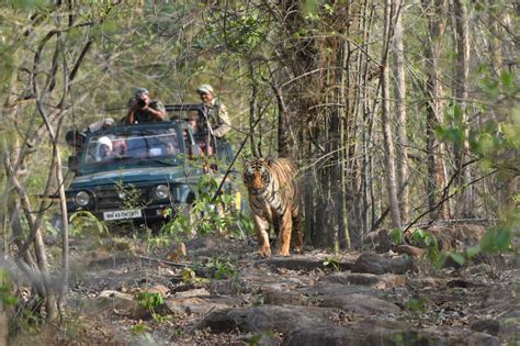 Tadoba Andhari Tiger Reserve Exploring The Wild Side Of Maharashtra Red Earth