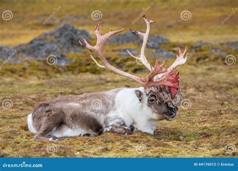 Old, Big Arctic Reindeer Preparing To Shed His Antlers. Stock Photo - Image: 44176012