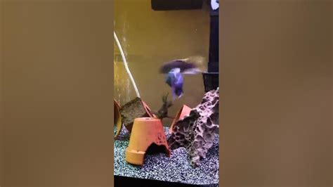 African Cichlids Breeding Ritual Youtube