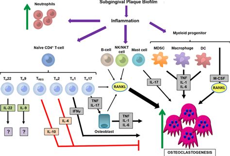 Periodontal Osteoimmunology The Subgingival Plaque Biofilm Induces A