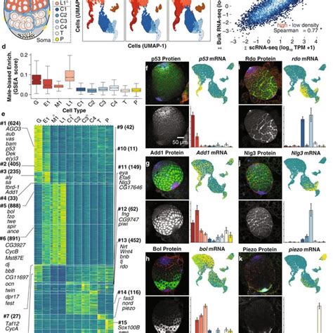 Gene expression patterns across cell types and chromosome elements for ...