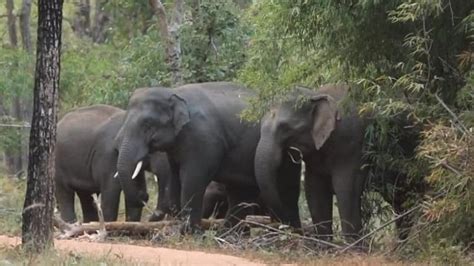 Bandhavgarh Tiger Reserveअनारकली के लिए हदें तोड़कर आ रहा सलीम दो हाथियों की प्रेम कहानी