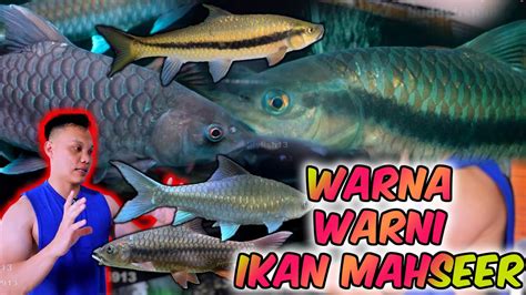 mahseeran duniawi update stock mahseer mahseer sultan youtube