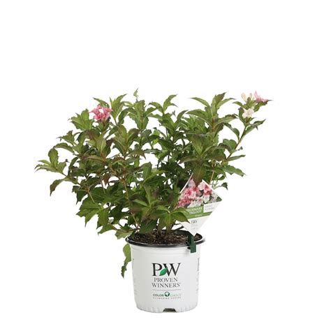 Proven Winners Multicolor Czechmark Trilogy Weigela Flowering Shrub In 1 Gallon Pot