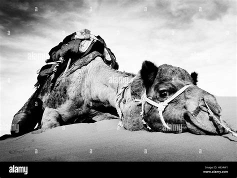 Camel desert Black and White Stock Photos & Images - Alamy