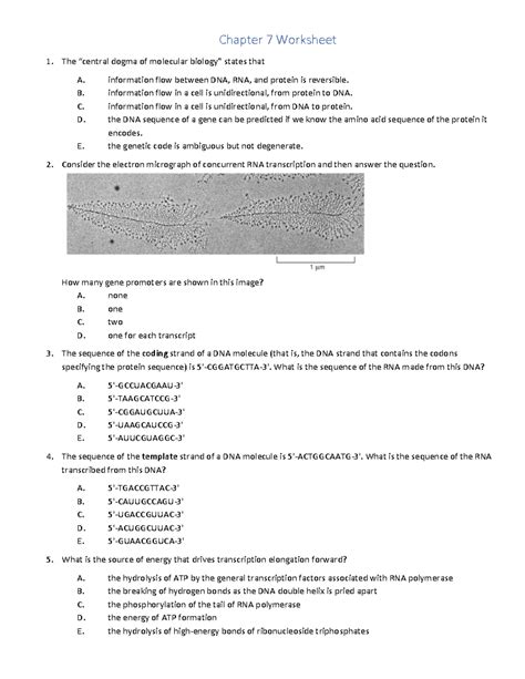 Chapter 7 Worksheet: Molecular Biology Concepts and Questions - Studocu