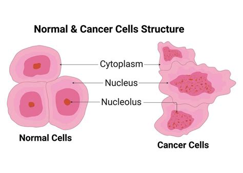 normal cell  cancer cell structure vector illustration