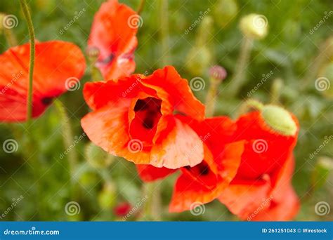 Orange Papaver Nudicaule Gartenzwerg In The Garden In May Papaver Is