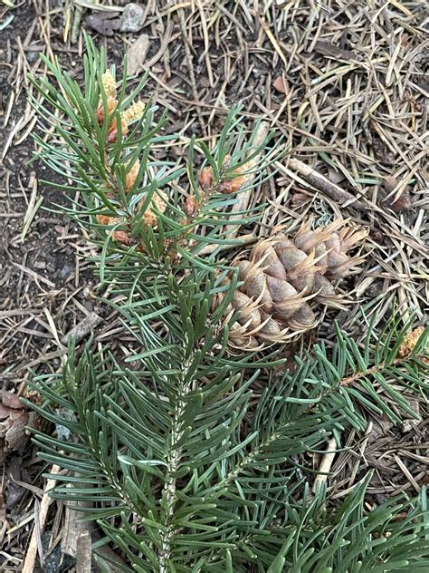 Common Douglas Fir From Boeing Creek Park Shoreline Wa Us On May 2