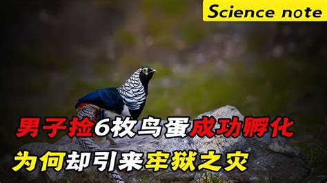 男子上山捡到6枚鸟蛋，孵化出四只“凤凰”，却为何引来牢狱之灾 动物视频 搜狐视频