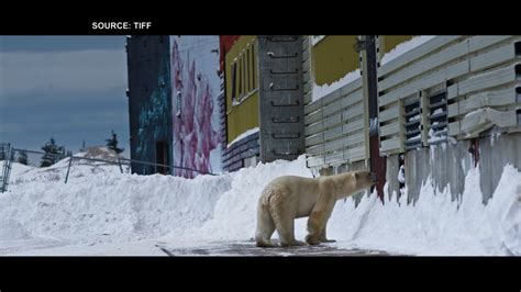 Polar bear documentary airs at TIFF