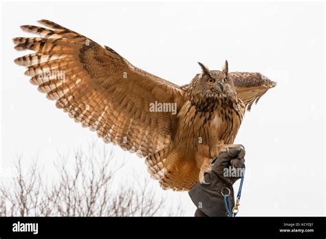 Eurasian Eagle Owl Spreading Its Wings And Looking At Camera Falconry