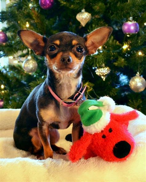 Cute Chihuahua Chihuahua Love Merry Christmas Dog