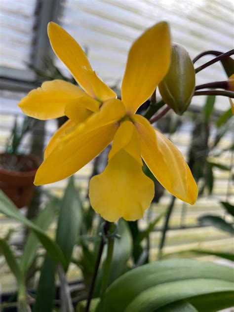 Eplc. Golden Sunburst – Orchids by the Lake