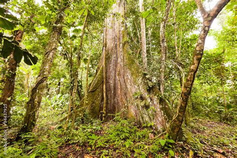 Kapok Tree Amazon Jungle Ecuador Huge Kapok Tree In Amazon Basin