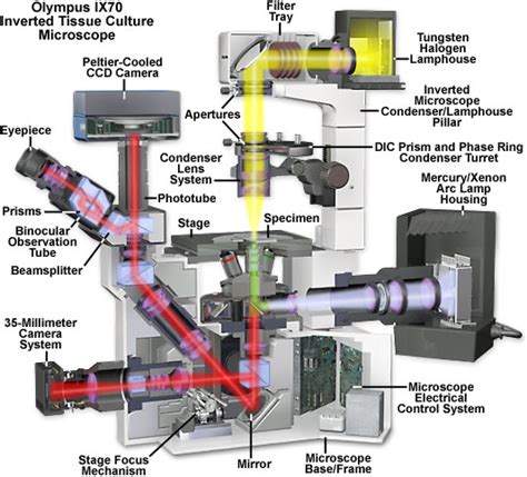 Fluorescence Microscope Diagram