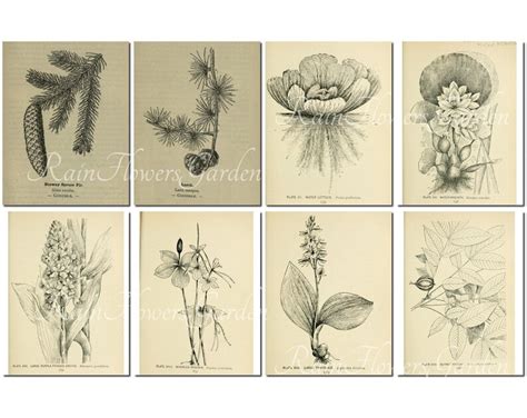 BOTANICAL SKETCHES Set-3 vintage 40 printable 8.5x11 inch | Etsy