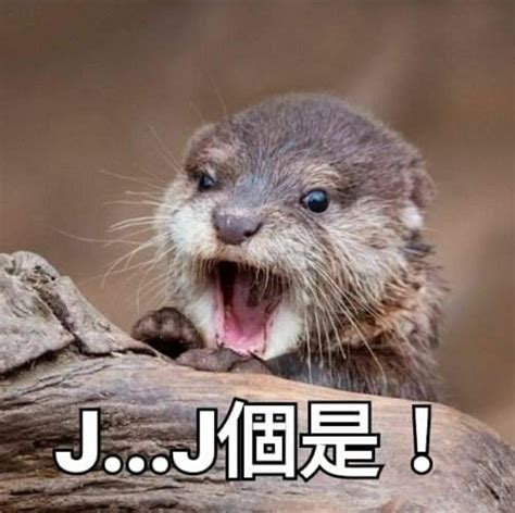 Funny Otter Memes and Humor