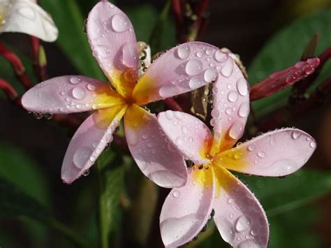 fleurs ile de la réunion océan indien