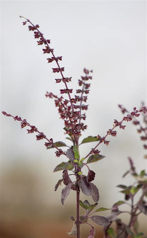 Krishna Holy Basil