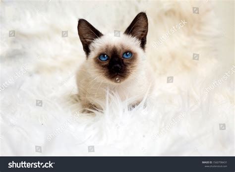 Cute Baby Siamese Cat Indoor Stock Photo 1560798431 | Shutterstock