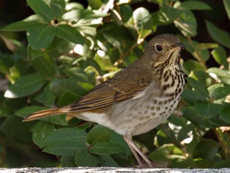 Hermit Thrush | San Diego Bird Spot