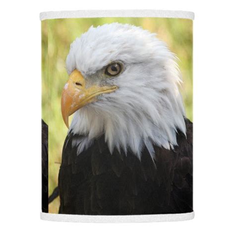 Falln Bald Eagle Liberty Lamp Shade Zazzle