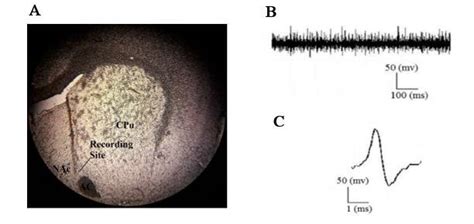 A A Representative Image Showing The Recording Site In The NAc B