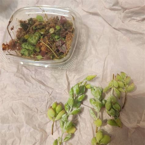 Variegated String Of Hearts Cuttings Rare Pink Heart Shaped Trailing