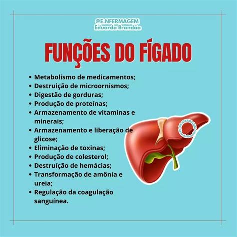 Funções do fígado Função do figado Como estudar anatomia Métodos de