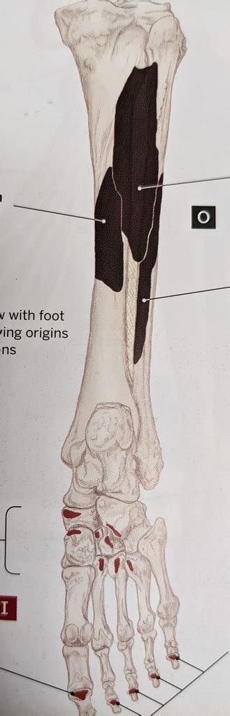 Diagram - (Plantar) Flexors of Ankle and toes Diagram | Quizlet