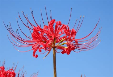 彼岸花の育て方 丈夫な球根植物は夏に植えて秋が楽しみになる aobablog