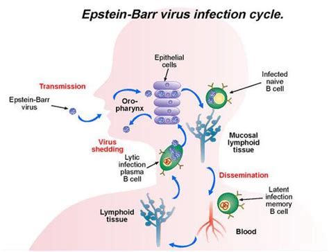 Epstein Barr Virus Life Cycle