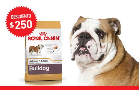 Bulldog Inglés Mi Royal Canin