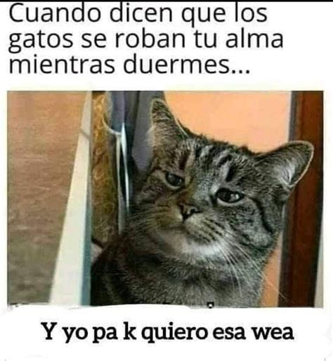 Cuando Dicen Que Los Gatos Se Roban Tu Alma Mientras Duermes Y Yo Pa