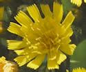 Hieracium Caespitosum Meadow Hawkweed Minnesota Wildflowers