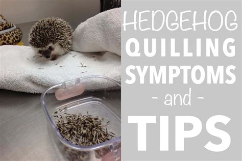 Hedgehog Quilling Symptoms And Tips - Heavenly Hedgies