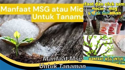 Banyak Yang Belum Tau Ini Dia 8 Manfaat MSG Untuk Tanaman Yang Bikin