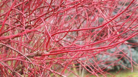 21 Dogwood Tree Varieties for Your Garden