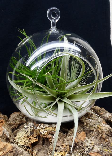 Hanging Air Plant Terrarium Tillandsias In Glass Globe