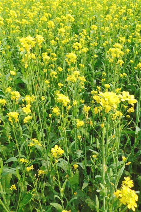 The Perfect No Till Cover Crop How To Plant Mustard Seed