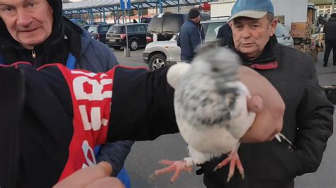 Targ z gołębiami w Skierniewicach The pigeon market in Skierniewice