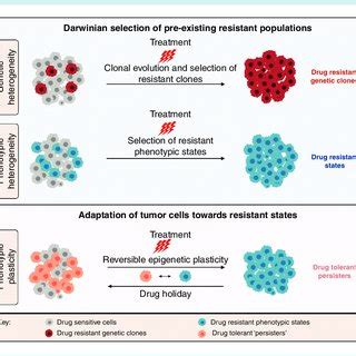 Tumor Heterogeneity And Plasticity As Resistance Mechanisms Tumors