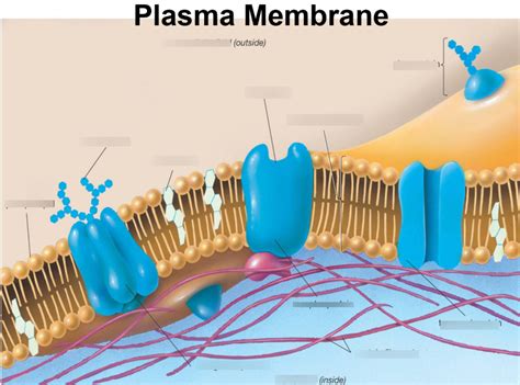 Plasma Membrane Diagram | Quizlet