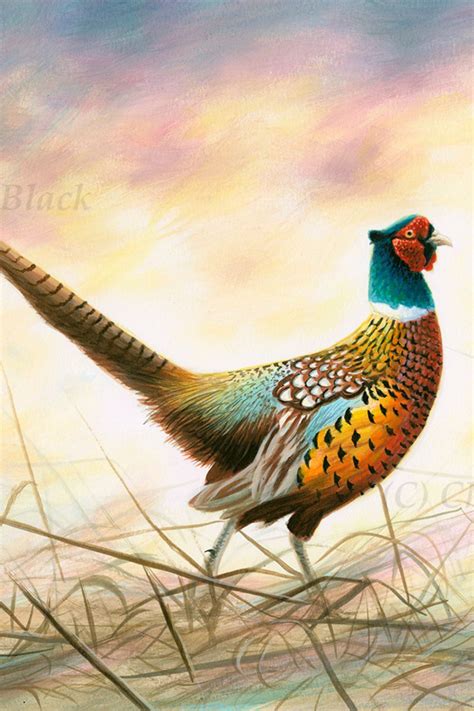 Ring Neck Pheasant Art Print Stretched Canvas Prints Canvas Art Prints