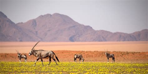 One country safari - Namibia - Aardvark Safaris