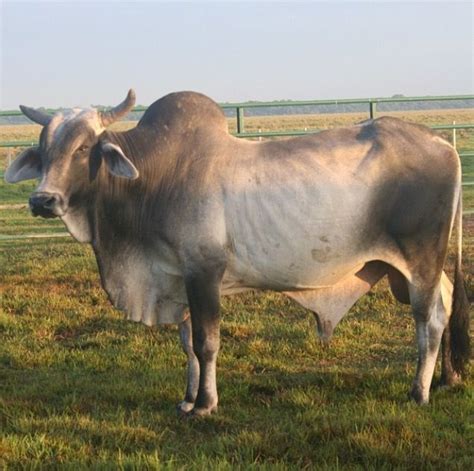 A Large Cow Standing In The Middle Of A Field